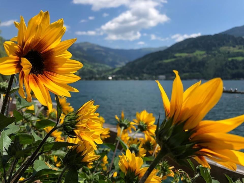 Alpen Appartements Viehhofen - Incl Sommercard Zell Am See 비에호펜 외부 사진